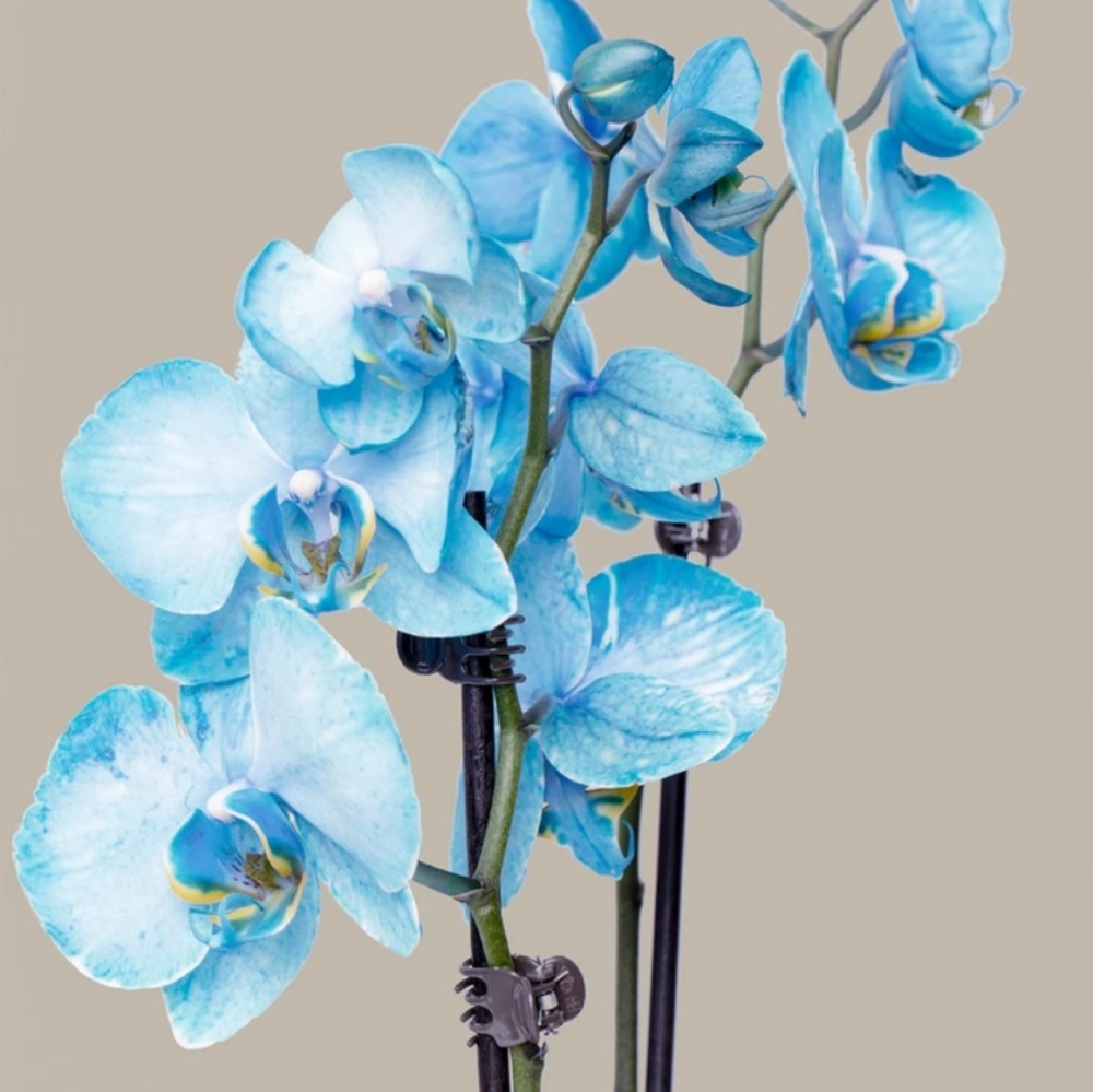 Meet your Posher, Nyona